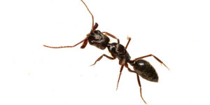 Ants Staten Island NY Pest Control Exterminator