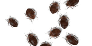 Bed Bugs Bedbugs Staten Island NY Pest Control Exterminator