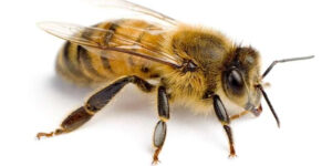 Staten Island NYC Bees Wasp Pest Control Exterminators