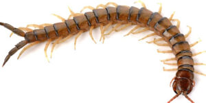 Staten Island NYC Centipede Millipedes Pest Control Exterminators