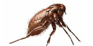 Staten Island NYC Fleas Ticks Pest Control Exterminators