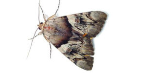 Staten Island NYC Moth Weevils Pest Control Exterminators