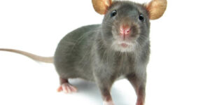 Rats Mice Staten Island NY Pest Control Exterminator