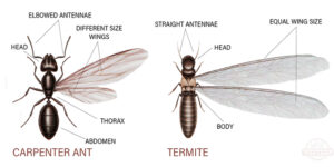 Termites Staten Island NY Pest Control Exterminator