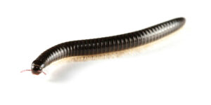 Staten Island NYC Worms Flies Pest Control Exterminators