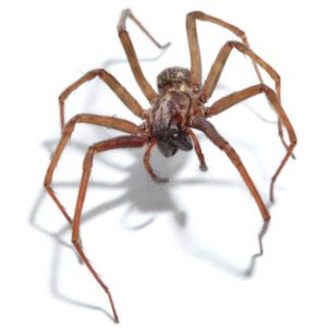 Staten Island NYC Spiders Crickets Pest Control Exterminators